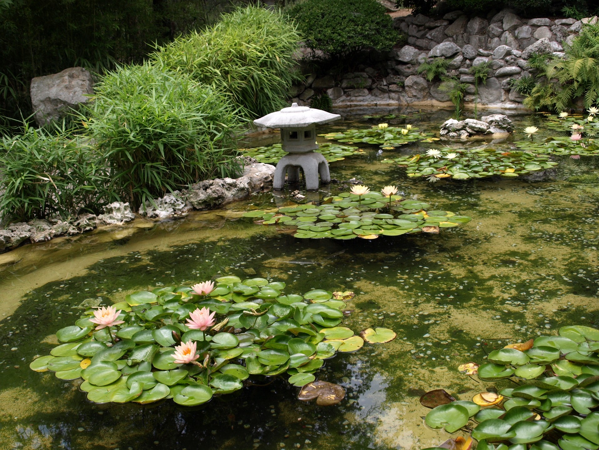 Lily Pond